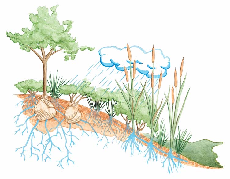 Help a damaged shoreline by planting a buffer Help a damaged shoreline by planting a buffer